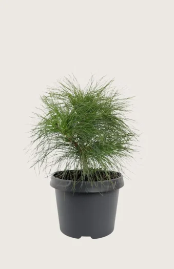 Tårefuru 80cm Velgrenet | Plantinavia