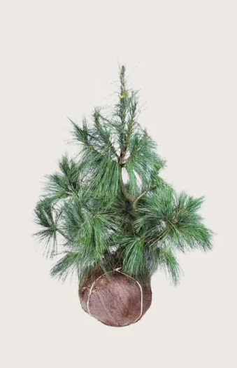 Tårefuru 150cm Velgrenet | Plantinavia