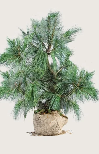 Tårefuru 250cm Velgrenet | Plantinavia
