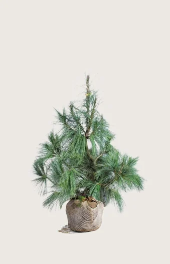 Tårefuru 40cm Velgrenet | Plantinavia