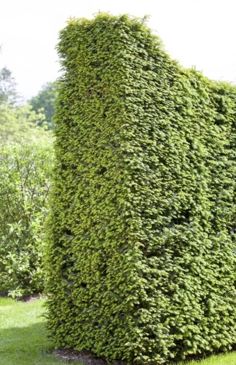Europabarlind Taxus Baccata