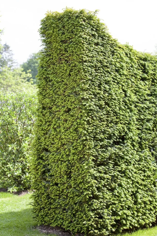 Europabarlind Taxus Baccata