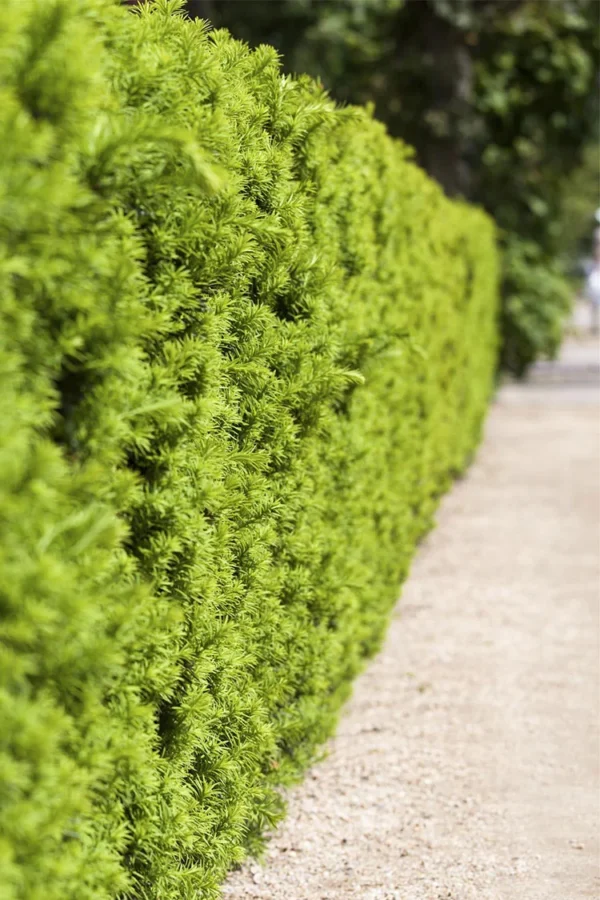 Hybridbarlind Hicksii