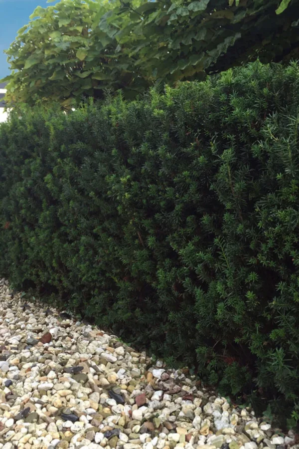 Hybridbarlind Hillii