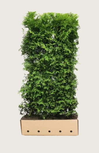 Tuja Brabant 200cm Velgrenet | Plantinavia