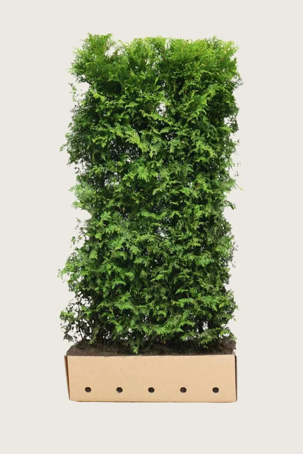Tuja Brabant 200cm Velgrenet | Plantinavia