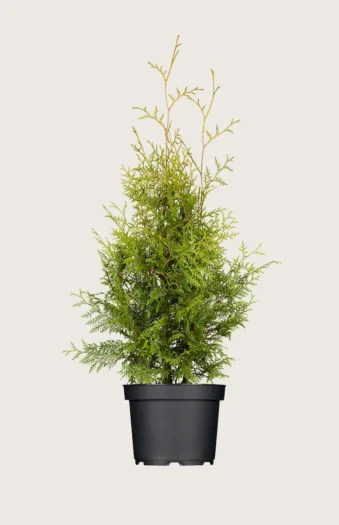 Tuja Brabant 100cm Outlet | Plantinavia