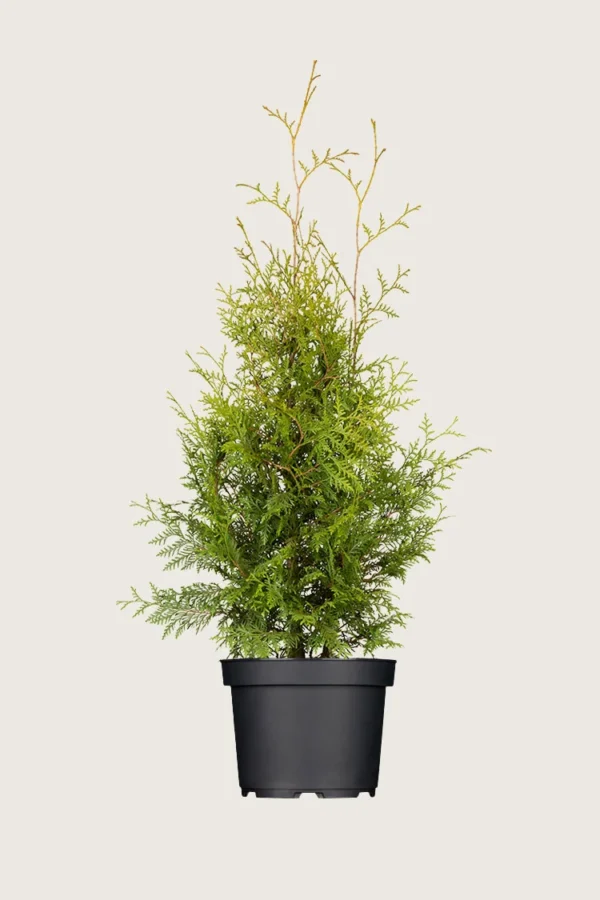 Tuja Brabant 125cm Outlet | Plantinavia