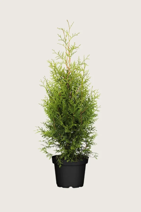 Tuja Brabant 250cm Outlet | Plantinavia