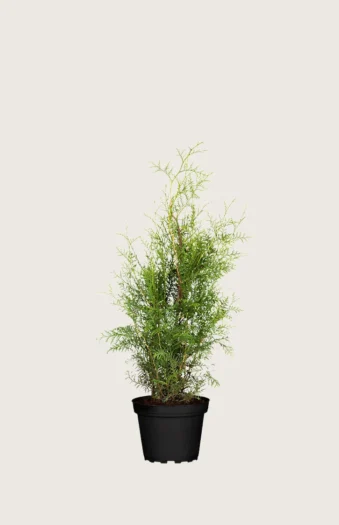 Tuja Brabant 40cm Outlet | Plantinavia