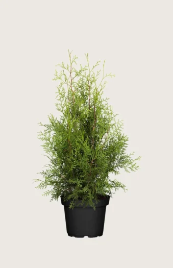 Tuja Brabant 125cm Velgrenet | Plantinavia