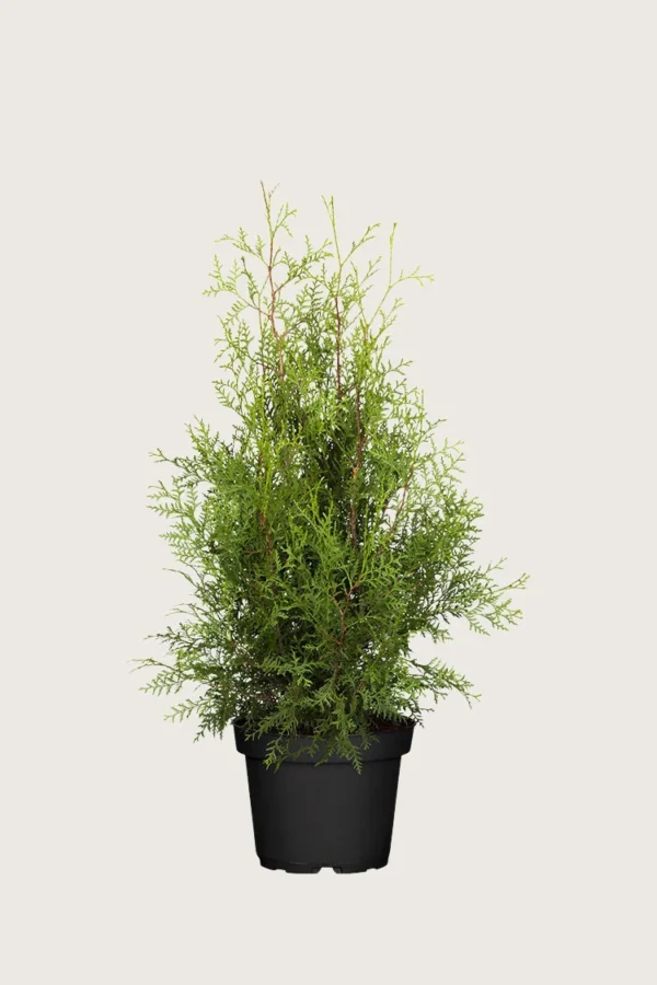 Tuja Brabant 175cm Velgrenet | Plantinavia