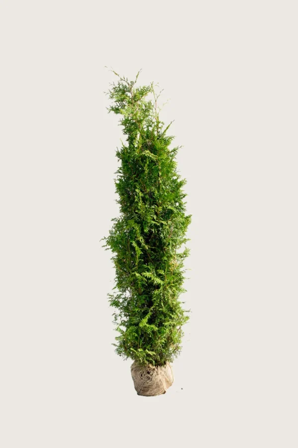 Tuja Brabant 175cm Grenet | Plantinavia