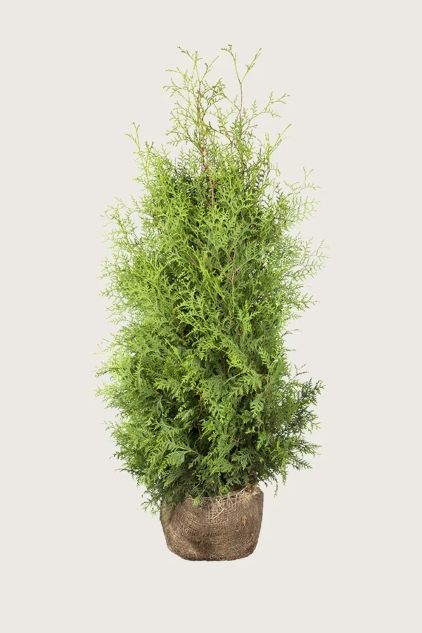 Tuja Brabant 225cm Grenet | Plantinavia