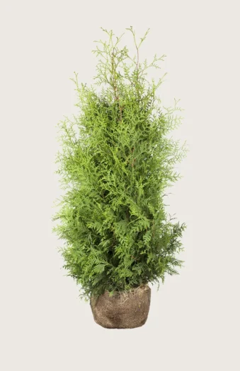 Tuja Brabant 300cm Grenet | Plantinavia