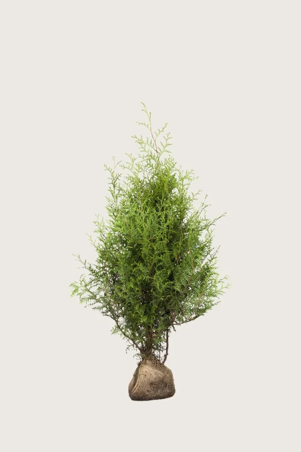 Tuja Brabant 60cm Grenet | Plantinavia