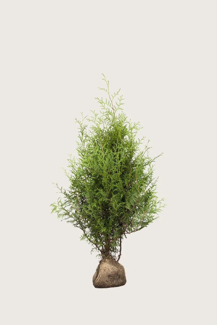 Tuja Brabant 60cm Grenet | Plantinavia