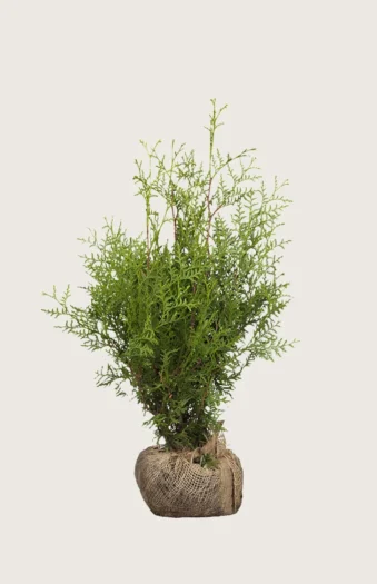 Tuja Brabant 125cm Outlet | Plantinavia