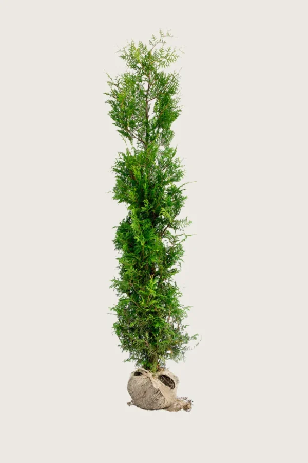 Tuja Brabant 200cm Outlet | Plantinavia