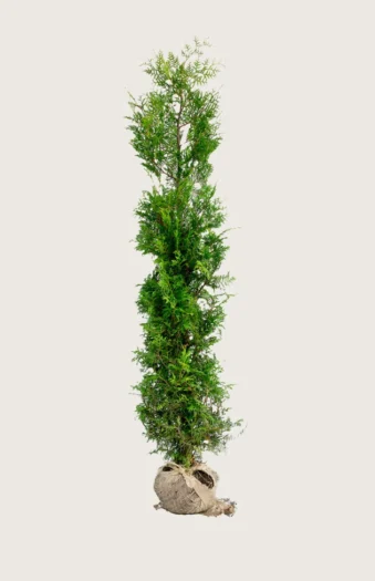 Tuja Brabant 250cm Outlet | Plantinavia