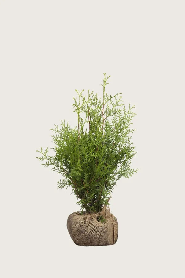 Tuja Brabant 60cm Outlet | Plantinavia