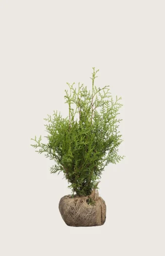 Tuja Brabant 80cm Outlet | Plantinavia