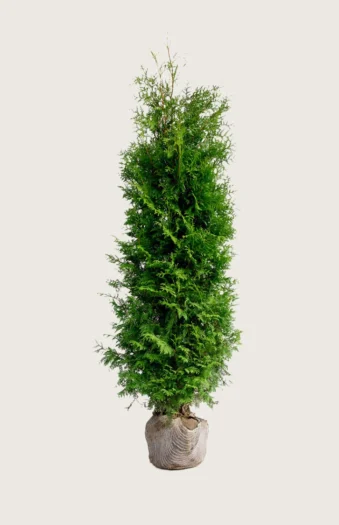 Tuja Brabant 125cm Velgrenet | Plantinavia