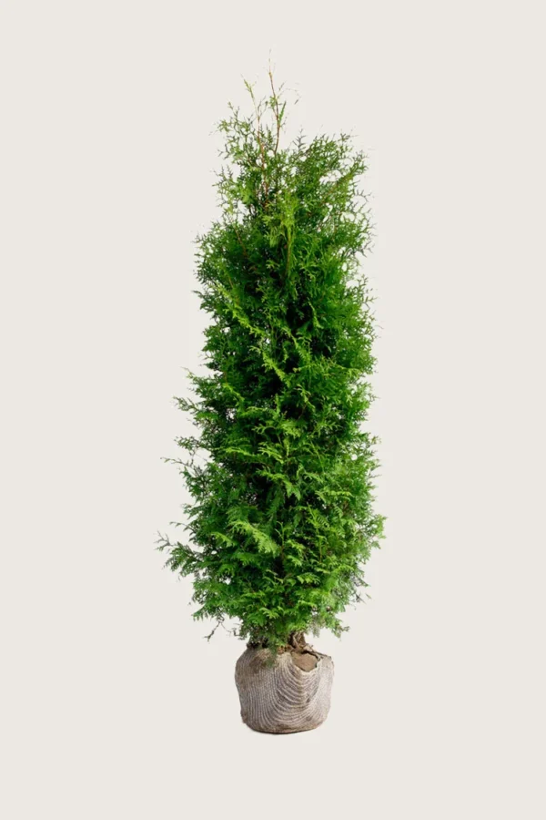 Tuja Brabant 175cm Velgrenet | Plantinavia