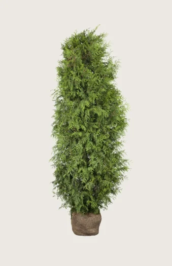 Tuja Brabant 200cm Velgrenet | Plantinavia