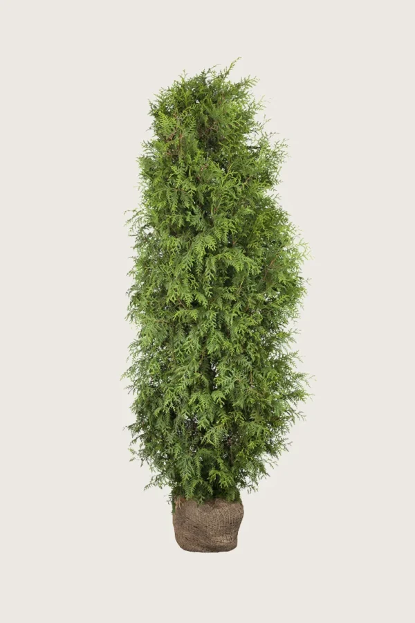Tuja Brabant 300cm Velgrenet | Plantinavia