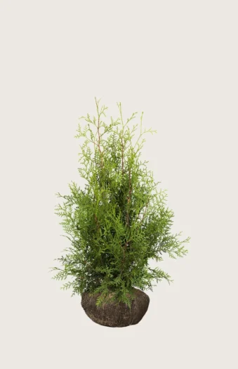 Tuja Brabant 60cm Velgrenet | Plantinavia