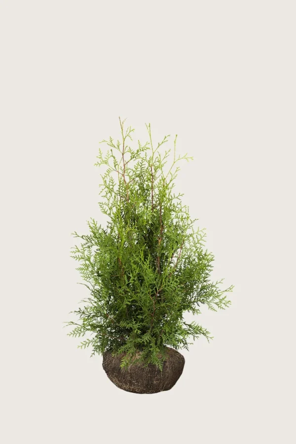 Tuja Brabant 80cm Velgrenet | Plantinavia