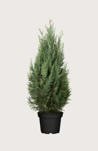 Tuja Columna 150cm Velgrenet | Plantinavia