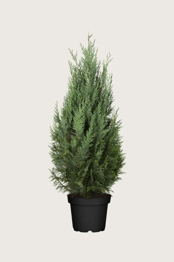 Tuja Columna 175cm Velgrenet | Plantinavia