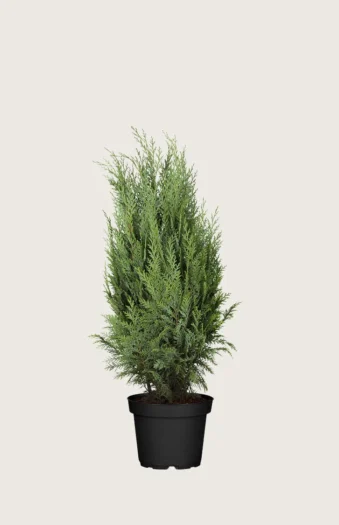 Tuja Columna 60cm Velgrenet | Plantinavia
