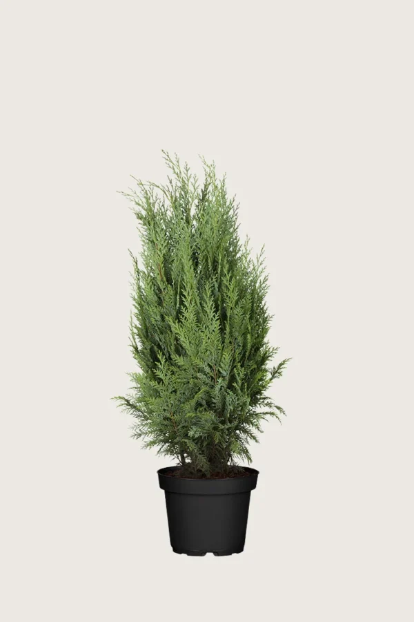 Tuja Columna 60cm Velgrenet | Plantinavia