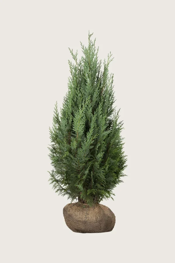 Tuja Columna 125cm Velgrenet | Plantinavia