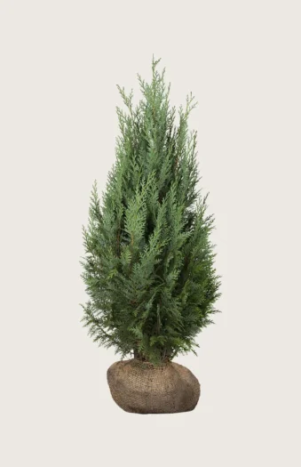 Tuja Columna 175cm Velgrenet | Plantinavia