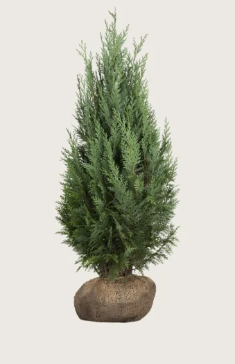 Tuja Columna 200cm Velgrenet | Plantinavia