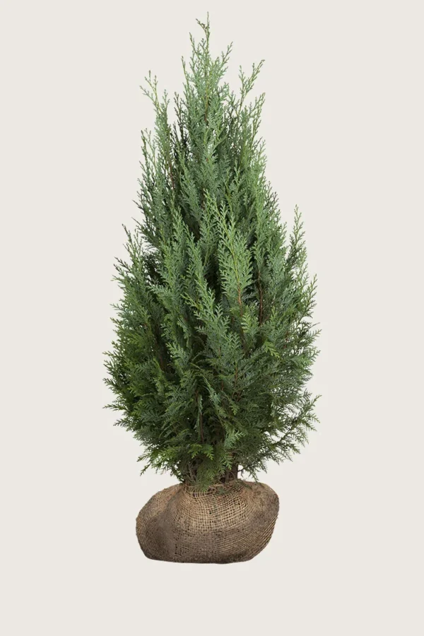 Tuja Columna 225cm Velgrenet | Plantinavia