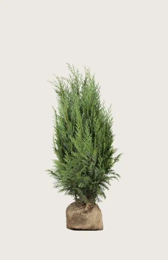 Tuja Columna 80cm Velgrenet | Plantinavia