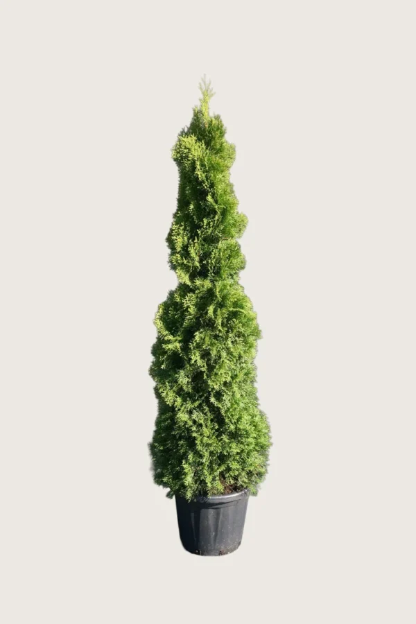 Tuja Holmstrup 150cm Velgrenet | Plantinavia