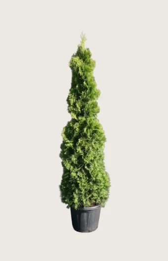 Tuja Holmstrup 175cm Velgrenet | Plantinavia