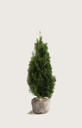 Tuja Holmstrup 80cm Velgrenet | Plantinavia