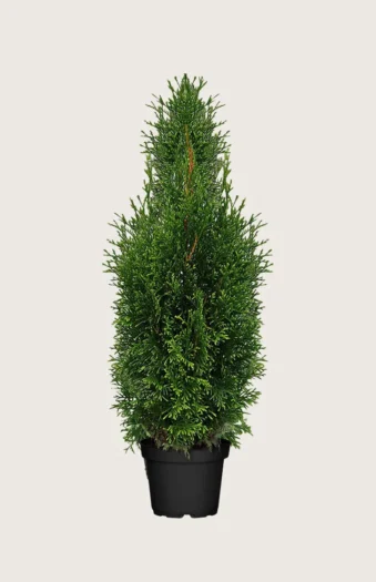 Tuja King of Brabant 100cm Grenet | Plantinavia