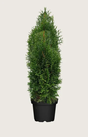 Tuja King of Brabant 225cm Grenet | Plantinavia