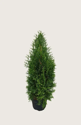 Tuja King of Brabant 60cm Grenet | Plantinavia