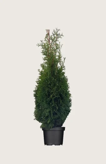 Tuja King of Brabant 175cm Outlet | Plantinavia