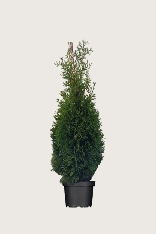 Tuja King of Brabant 175cm Outlet | Plantinavia
