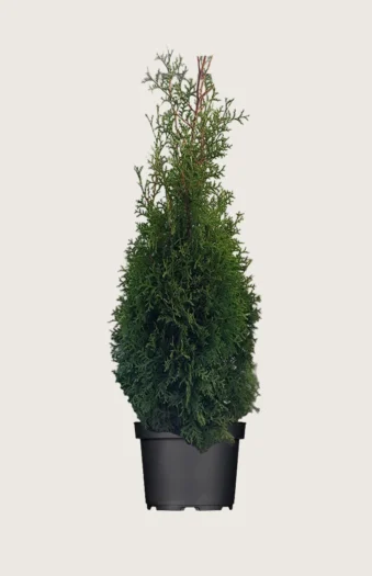 Tuja King of Brabant 250cm Outlet | Plantinavia